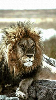 MagicCanvasArt Tiere Löwen safari Wildtiere Bilder - Hochwertiger Kunstdruck