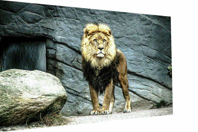 MagicCanvasArt Tiere Löwen Wildtiere Raubtiere Bilder- Hochwertiger Kunstdruck
