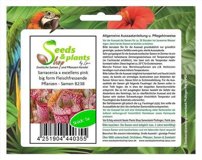 5x Sarracenia x excellens pink big form Fleischfressende Pflanzen &ndash; Samen B238
