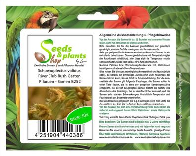 10x Schoenoplectus validus River Club Rush Garten Pflanzen - Samen B252