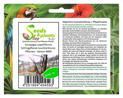2x Ceropegia stapeliformis Schlingpflanze Leuchterblume Pflanzen - Samen B880