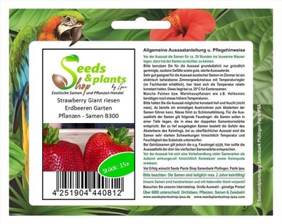 15x Strawberry Giant riesen Erdbeeren Garten Pflanzen - Samen B300