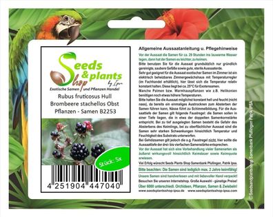 5x Rubus fruticosus Hull Brombeere stachellos Obst Pflanzen - Samen B2253