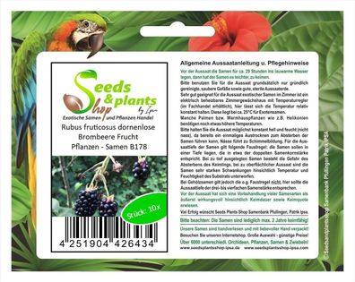 10x Rubus fruticosus dornenlose Brombeere Frucht Pflanzen - Samen B178