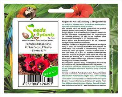 10x Romulea monadelpha Krokus Garten Pflanzen - Samen B174