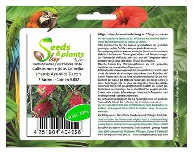 100x Callistemon rigidus Camellia sinensis Assamica Garten Pflanzen - Samen B852