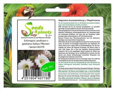 10x Echinopsis candicans v gladiatus Kaktus Pflanzen - Samen B1379
