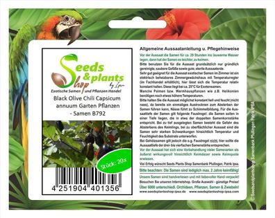 20x Black Olive Chili Capsicum annuum Garten Pflanzen - Samen B792