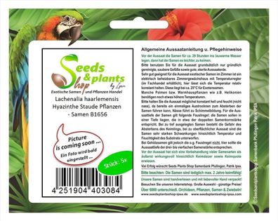 5x Lachenalia haarlemensis Hyazinthe Staude Pflanzen - Samen B1656