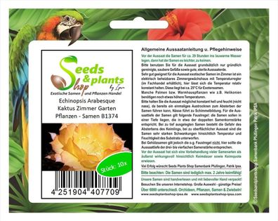 10x Echinopsis Arabesque Kaktus Zimmer Garten Pflanzen - Samen B1374
