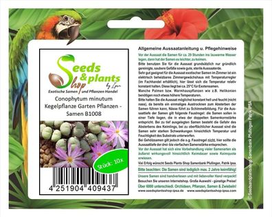 10x Conophytum minutum Kegelpflanze Garten Pflanzen - Samen B1008