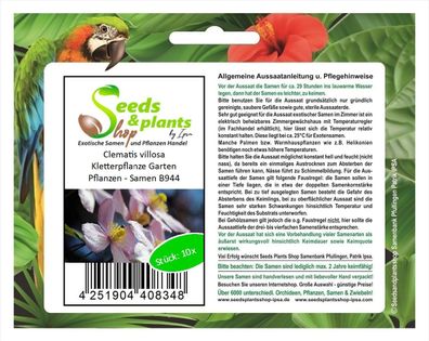 10x Clematis villosa Kletterpflanze Garten Pflanzen - Samen B944