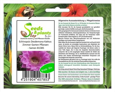 10x Echinopsis Desdemona Kaktus Zimmer Garten Pflanzen - Samen B1385