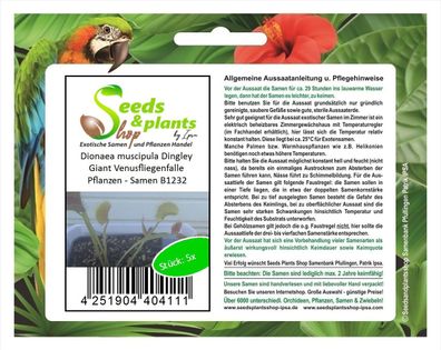 5x Dionaea muscipula Dingley Giant Venusfliegenfalle Pflanzen - Samen B1232