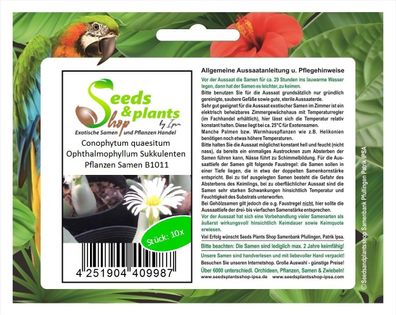10x Conophytum quaesitum Zwerg Sukkulente Garten Pflanzen - Saat B1011