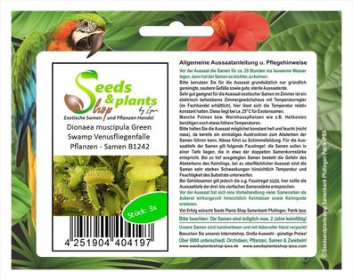 3x Dionaea muscipula Green Swamp Venusfliegenfalle Pflanzen - Samen B1242
