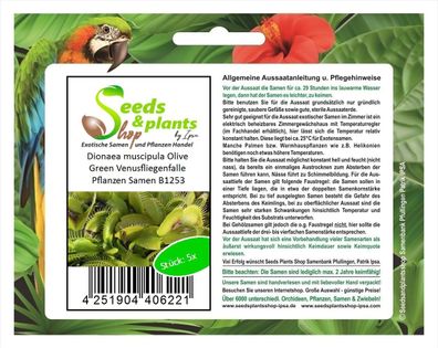 5x Dionaea muscipula Olive Green Venusfliegenfalle Pflanzen Samen B1253