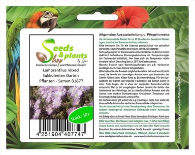 10x Lampranthus mixed Sukkulenten Garten Pflanzen - Samen B1677