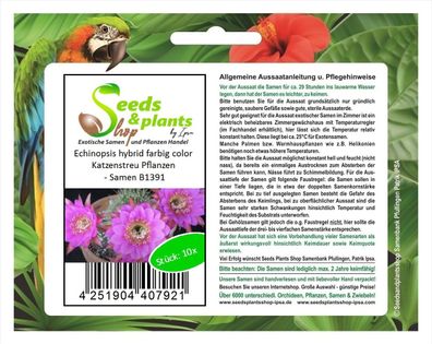 10x Echinopsis hybrid farbig color Katzenstreu Pflanzen - Samen B1391