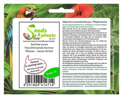 3x Genlisea aurea Fleischfressende Karnivor Pflanzen - Samen B1522