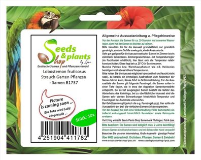 10x Lobostemon fruticosus Strauch Garten Pflanzen - Samen B1737
