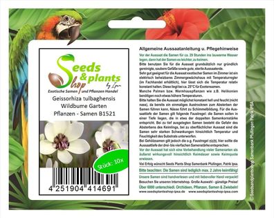 10x Geissorhiza tulbaghensis Wildbume Garten Pflanzen - Samen B1521
