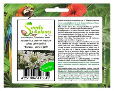 10x Agapanthus praecox medium white Schmucklilie Pflanzen - Samen B607