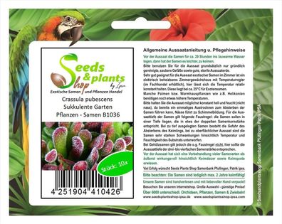 10x Crassula pubescens Sukkulente Garten Pflanzen - Samen B1036