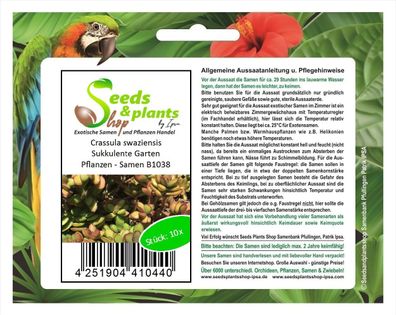 10x Crassula swaziensis Sukkulente Garten Pflanzen - Samen B1038
