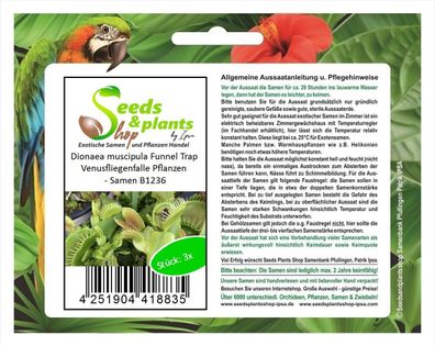 3x Dionaea muscipula Funnel Trap Venusfliegenfalle Pflanzen - Samen B1236
