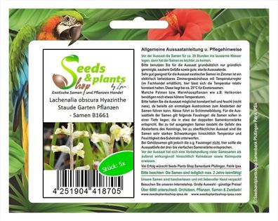 5x Lachenalia obscura Hyazinthe Staude Garten Pflanzen - Samen B1661