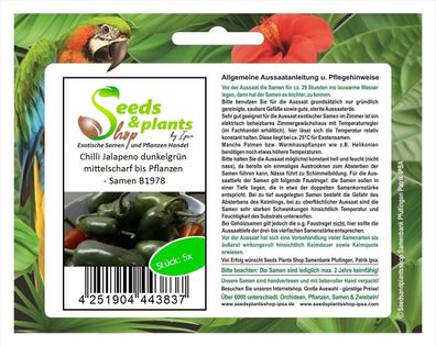 5x Chilli Jalapeno dunkelgrün mittelscharf bis Pflanzen - Samen B1978