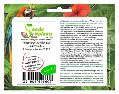 10x Pilosocereus fulvilanatus Säulenkaktus Pflanzen - Samen B2232