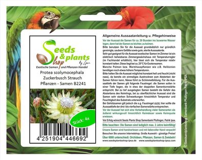 4x Protea scolymocephala Zuckerbusch Strauch Pflanzen - Samen B2241