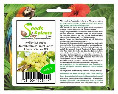 5x Phyllanthus acidus Stachelbeerbaum Frucht Garten Pflanzen - Samen B89