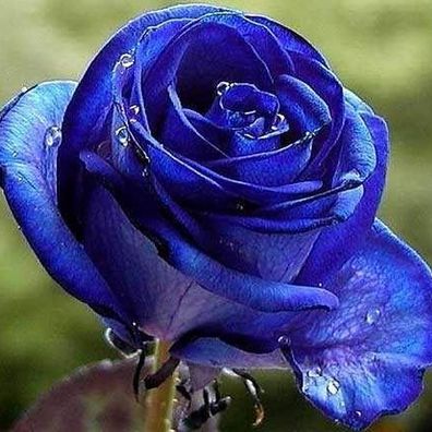 Blau Schwarz-Rosen-Samen