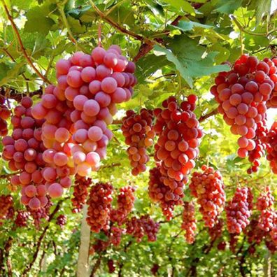 Trauben Samen Köstliche frische Früchte