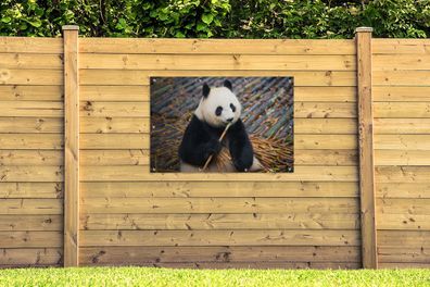 Gartenposter - 120x80 cm - Großer Panda - Bambus - Blätter (Gr. 120x80 cm)