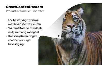 Gartenposter - 120x90 cm - Tiger - Dschungel - Mantel (Gr. 120x90 cm)