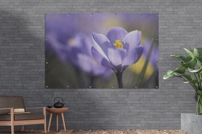 Gartenposter - 180x120 cm - Frühling - Krokus - Lila (Gr. 180x120 cm)