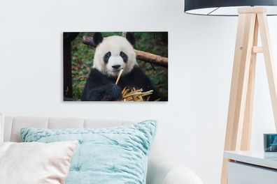 Leinwandbilder - 30x20 cm - Panda - Bambus - Natur (Gr. 30x20 cm)