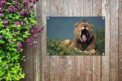 Gartenposter - 60x40 cm - Löwe - Wildes Tier - Savanne (Gr. 60x40 cm)