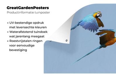 Gartenposter - 60x40 cm - Aras im Flug (Gr. 60x40 cm)
