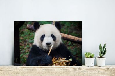 Glasbilder - 30x20 cm - Panda - Bambus - Natur (Gr. 30x20 cm)