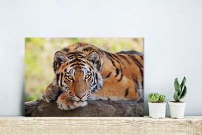 Glasbilder - 30x20 cm - Tiger - Welpe - Rüssel (Gr. 30x20 cm)