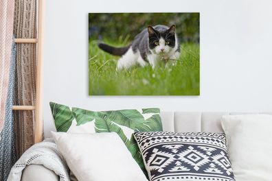 Leinwandbilder - 40x30 cm - Katze - Gras - Schwarz - Weiß (Gr. 40x30 cm)