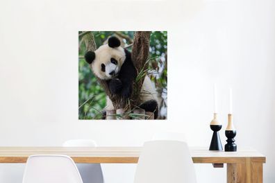 Glasbilder - 50x50 cm - Panda - Welpe - Baum (Gr. 50x50 cm)