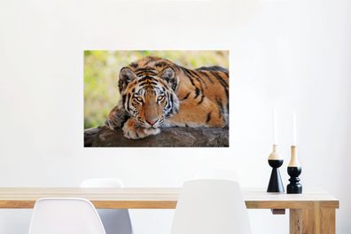 Glasbilder - 90x60 cm - Tiger - Welpe - Rüssel (Gr. 90x60 cm)