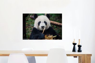 Glasbilder - 90x60 cm - Panda - Bambus - Natur (Gr. 90x60 cm)