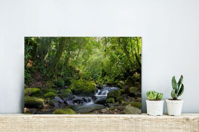 Glasbilder - 30x20 cm - Rainforest Creek (Gr. 30x20 cm)